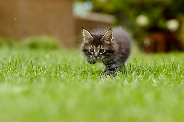 Weaknesses or Strengths