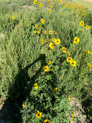 Change in Perspective