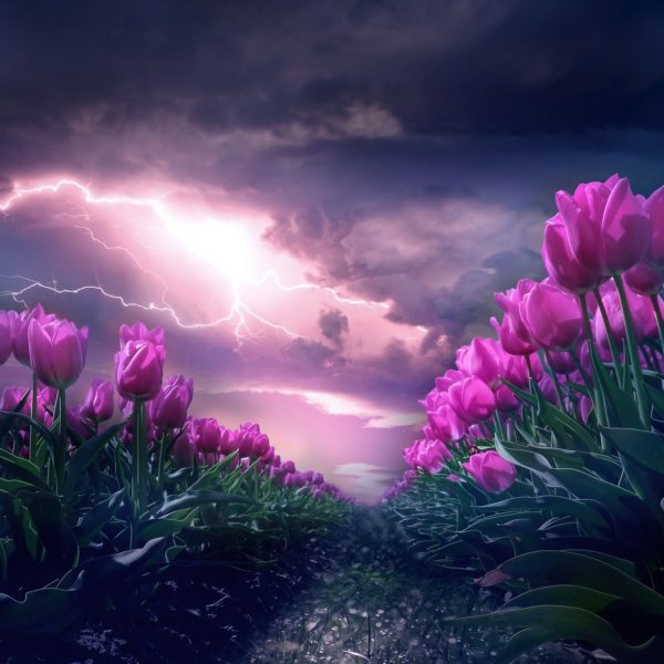 blooming flowers with stormy sky in background