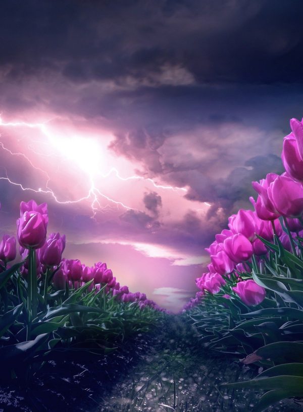 blooming flowers with stormy sky in background