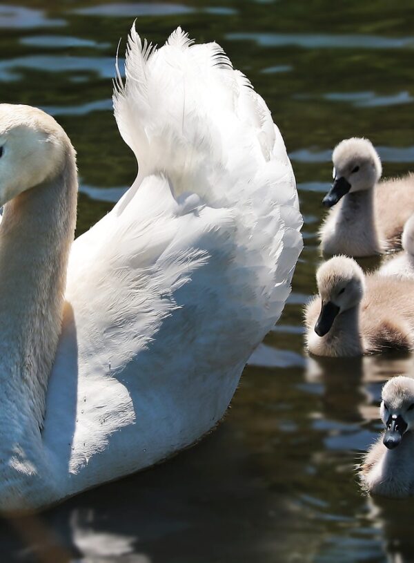 Mother’s Day Appreciation