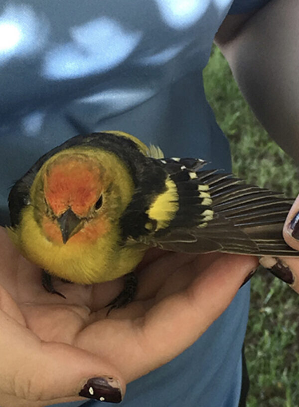 Kindness, Compassion, and Safety