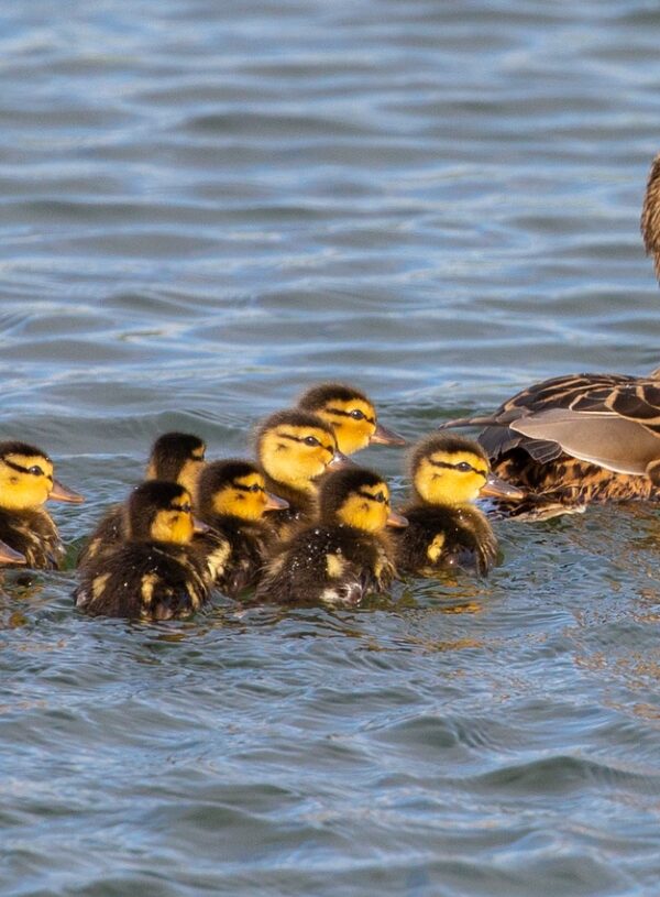 Emotional Survival Skills That Work