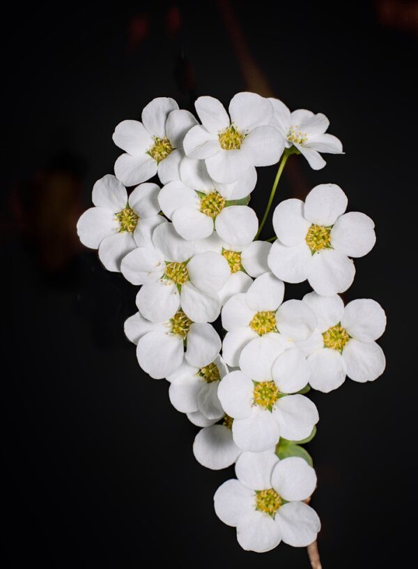 A Simple Solution to Overwhelm